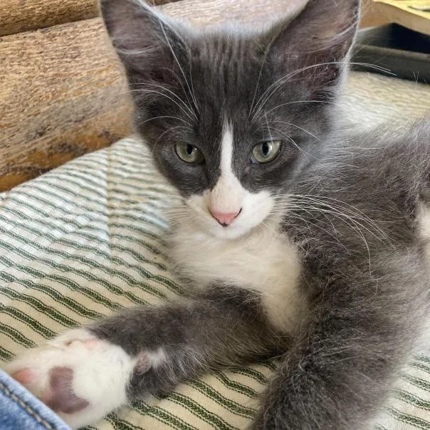 A baby small-sized male Gray / Blue / Silver Domestic Medium Hair cat named Rudy for adoption in Prescott, AZ
