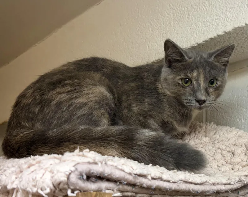A baby medium-sized female Dilute Tortoiseshell cat named Maria for adoption in Columbus, OH
