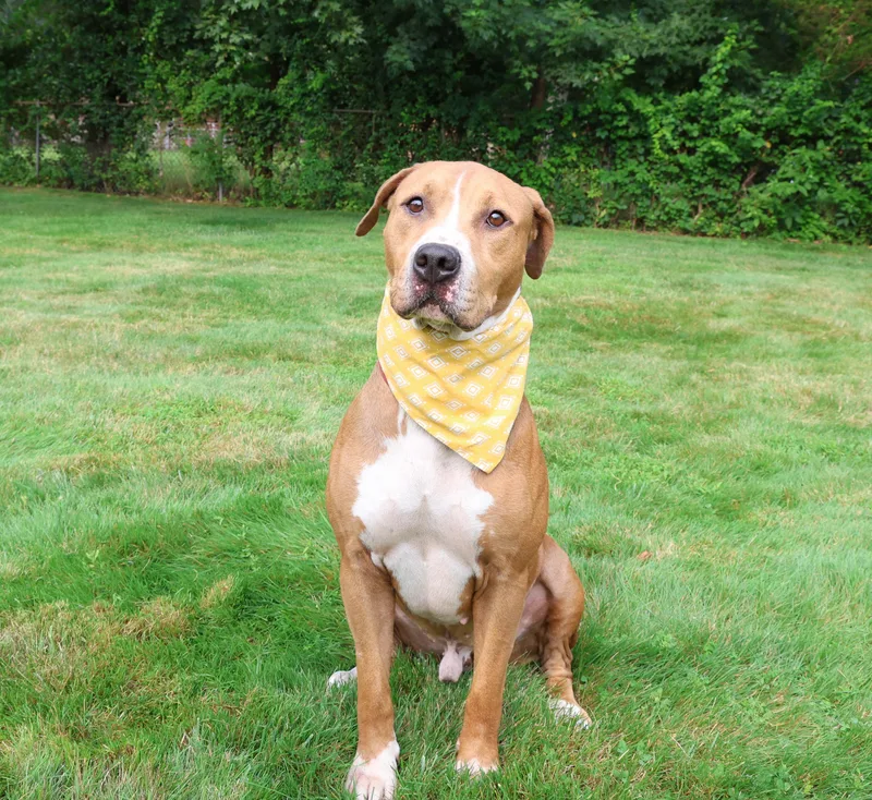 An adult large-sized male Apricot / Beige Hound dog named Charlie Brown for adoption in Islip Terrace, NY
