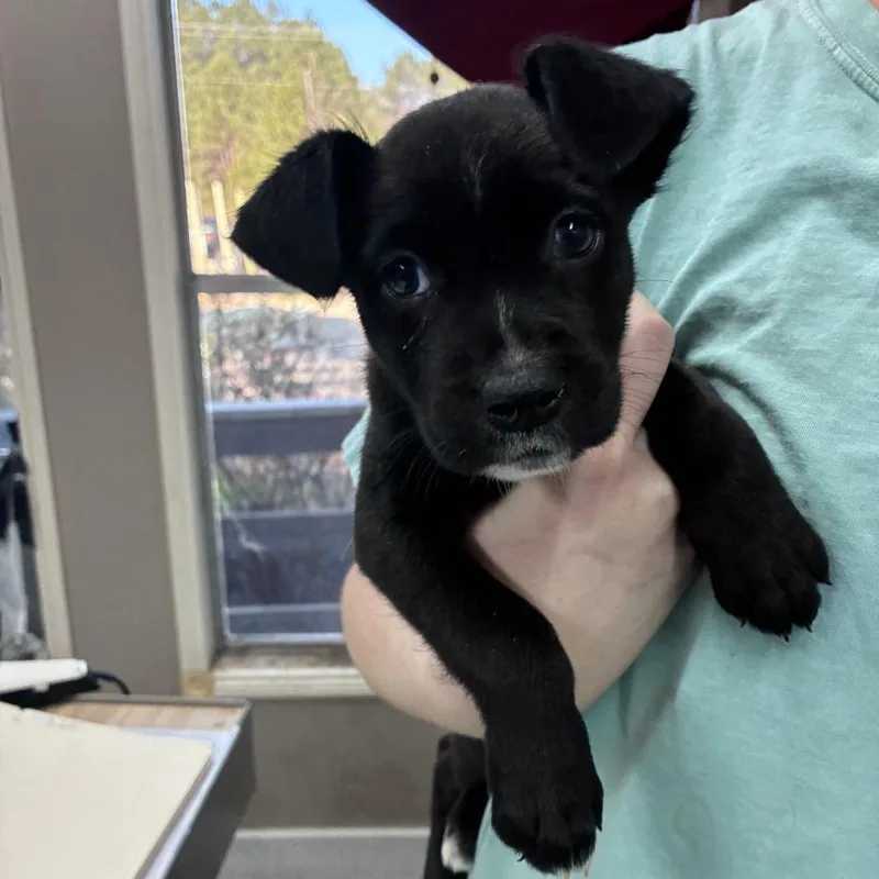 Ct Olivia thumbnail 2