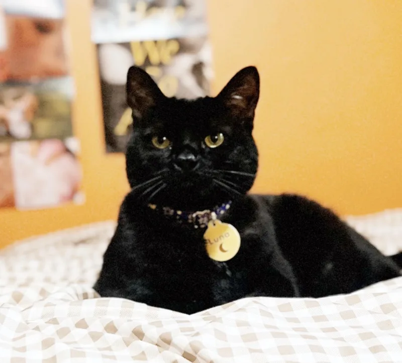 A young medium-sized female Black Domestic Short Hair cat named Luna for adoption in Philadelphia, PA