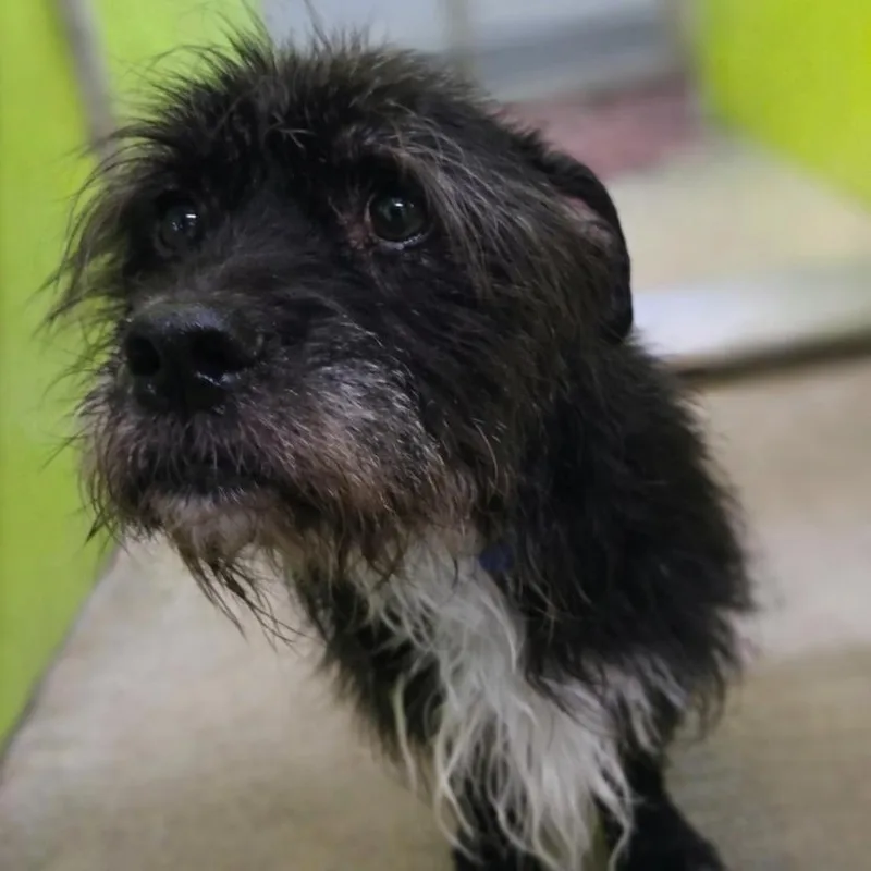 A senior medium-sized male Black Schnauzer dog named Shaggy for adoption in San Jacinto, CA