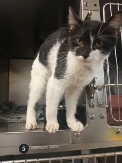 A baby small-sized female Domestic Short Hair cat named Astraea for adoption in Grand Forks, ND