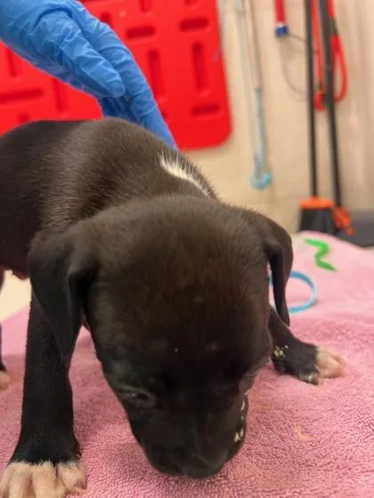 A baby small-sized female Pit Bull Terrier dog named Ashanti for adoption in Honolulu, HI