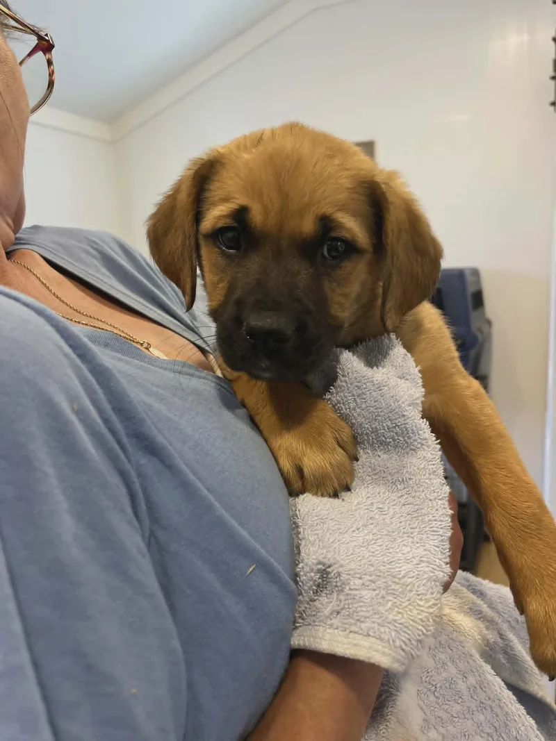 A baby medium-sized female Golden Retriever dog named Lychee for adoption in Havertown, PA