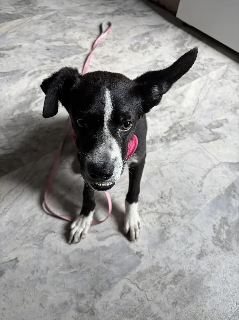 A young medium-sized female Border Collie dog named Echo for adoption in Herndon, VA