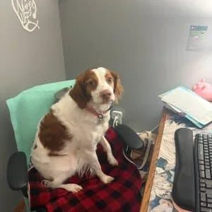 An adult medium-sized male Red / Chestnut / Orange Brittany Spaniel dog named Copper  WI for adoption in Manitowoc, WI