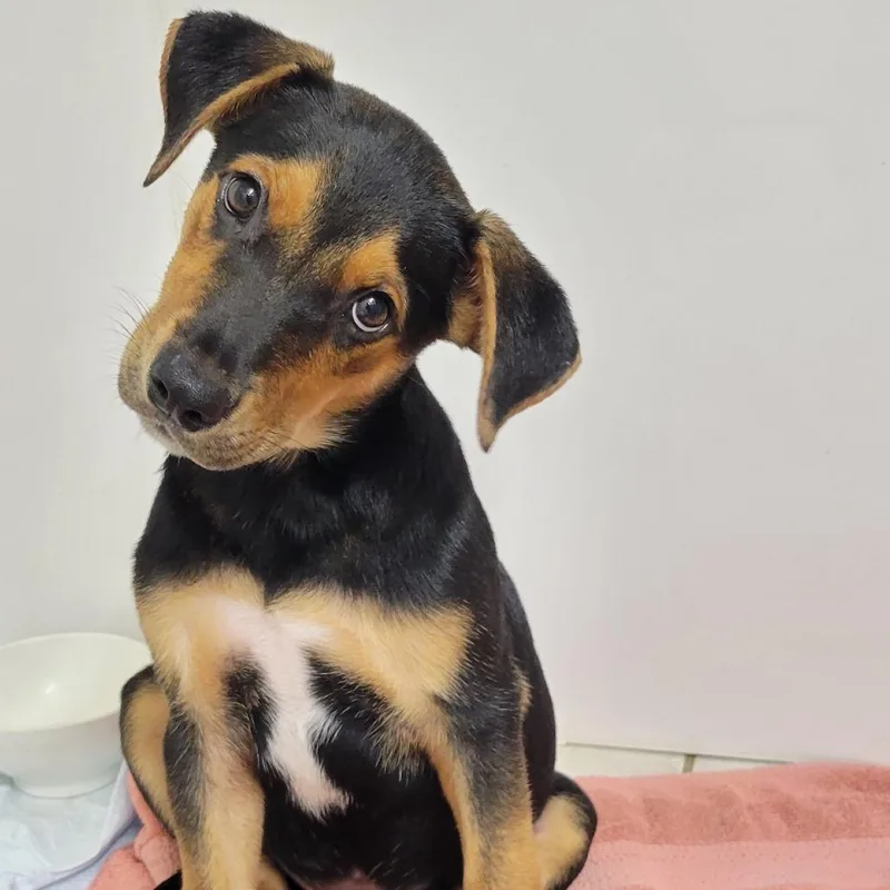 A baby small-sized male Black Mixed Breed dog named Frasier for adoption in Houston, TX