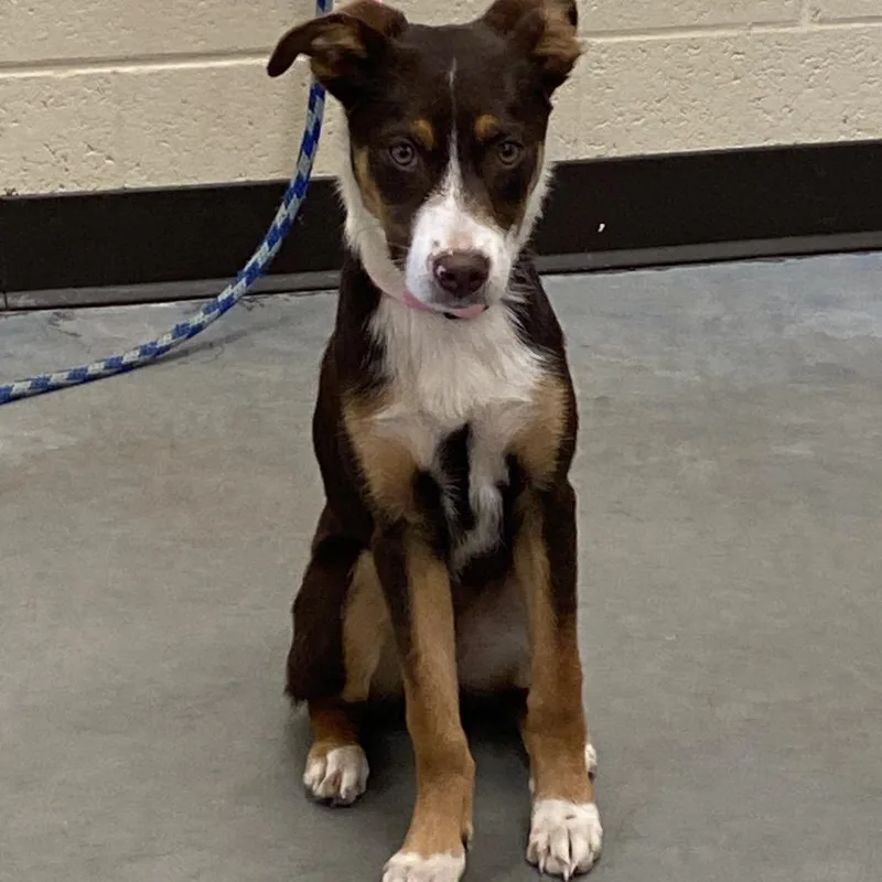 A baby small-sized female Brown / Chocolate Mixed Breed dog named Fancy for adoption in Memphis, TN