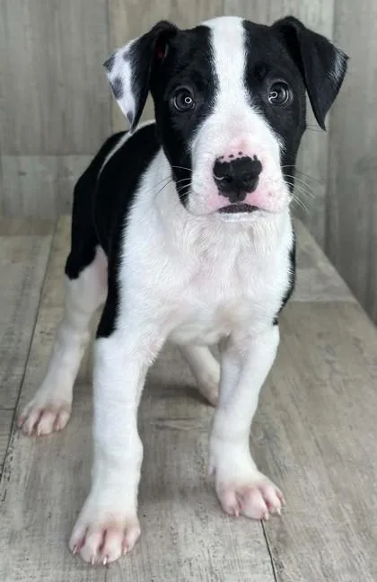 An adult small-sized male Terrier dog named Harbor for adoption in Shreveport, LA