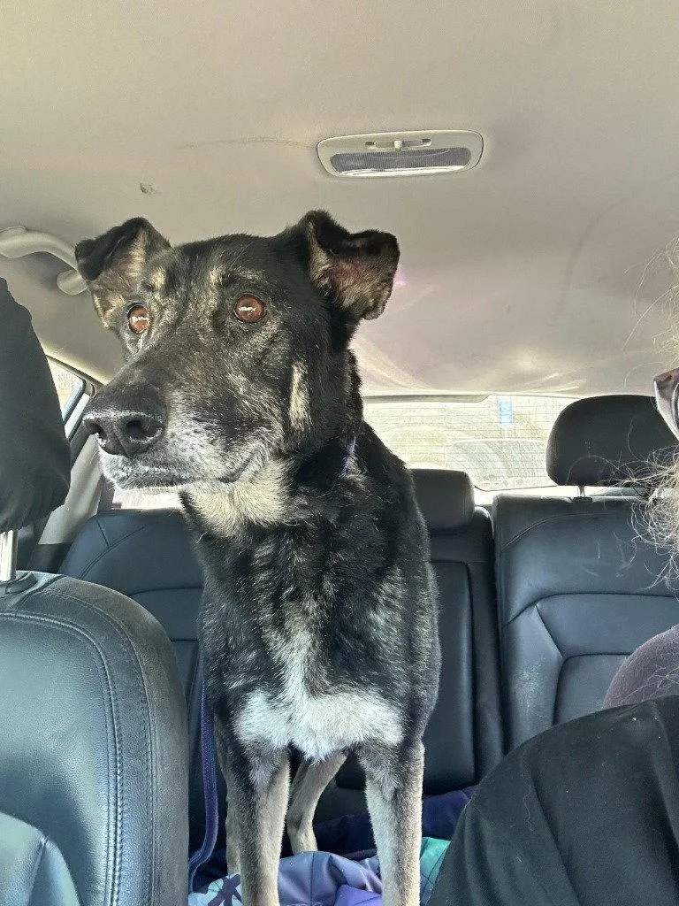 A senior large-sized female German Shepherd Dog dog named Lolo for adoption in Modesto, CA
