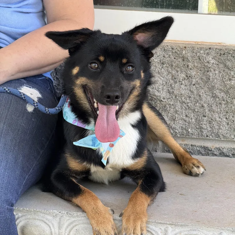 A young small-sized male Tricolor (Brown, Black, & White) Mixed Breed dog named Gulliver for adoption in Meherrin, VA