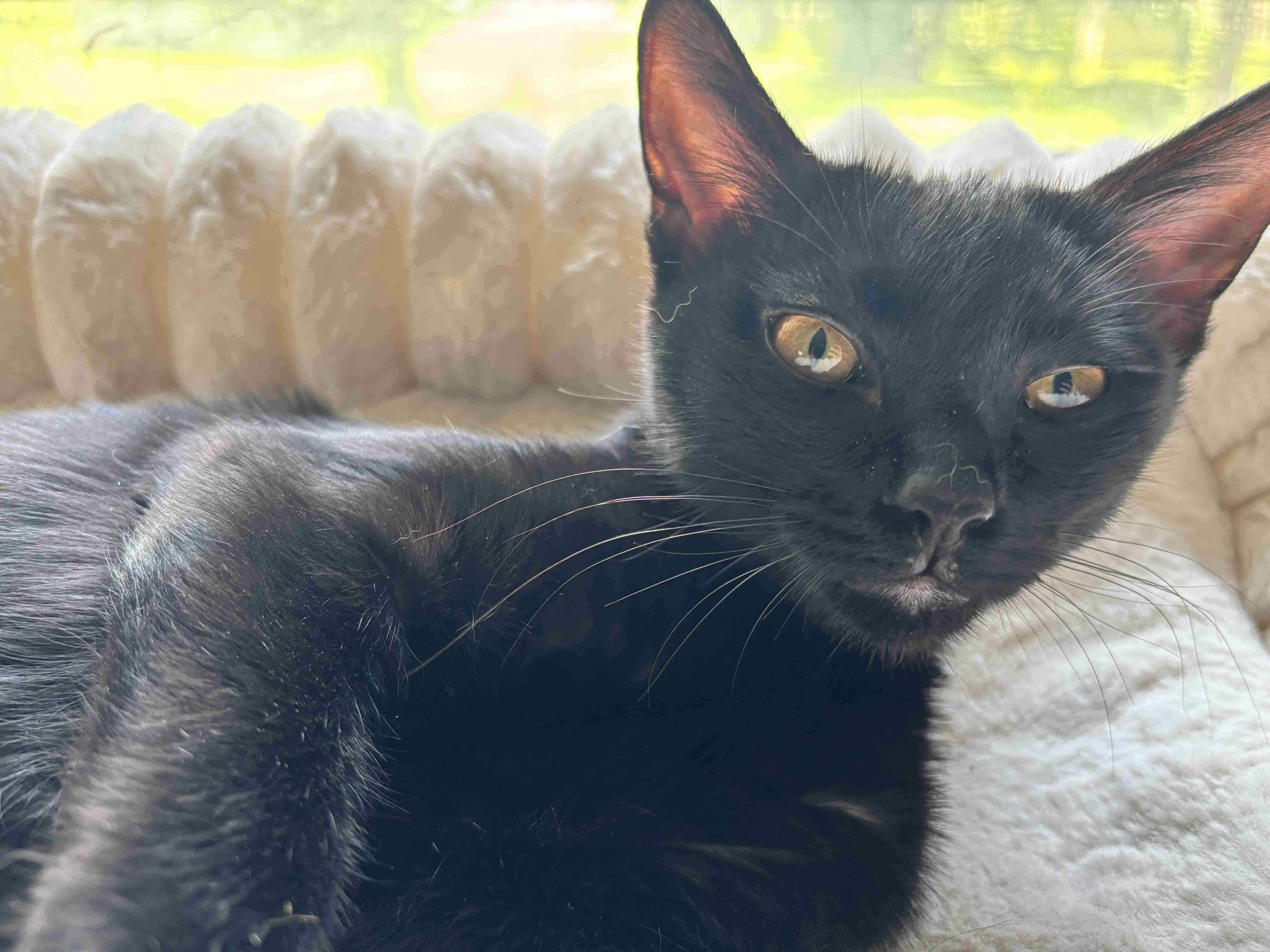 A baby small-sized female Black Domestic Short Hair cat named Dolly for adoption in Nashville, TN