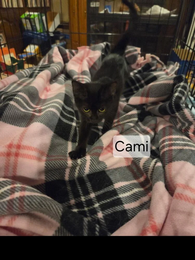 A baby small-sized female Black Domestic Short Hair cat named Cami for adoption in Dallas, TX