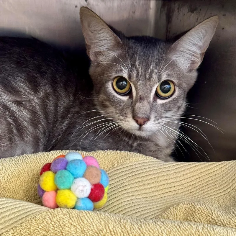 A young medium-sized male Gray / Blue / Silver Domestic Short Hair cat named Buddy for adoption in Hawthorne, CA