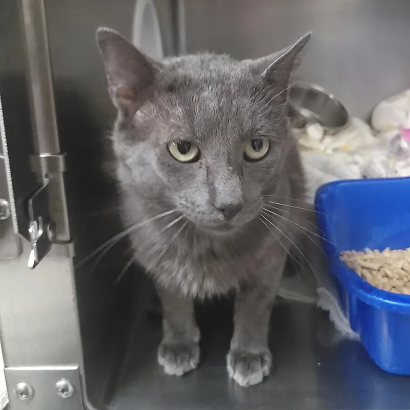 An adult medium-sized male Gray / Blue / Silver Domestic Medium Hair cat named Baljeet for adoption in Plover, WI