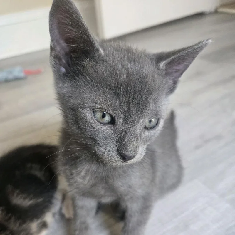 A baby small-sized male Gray / Blue / Silver Domestic Short Hair cat named Espen for adoption in Peachtree City, GA