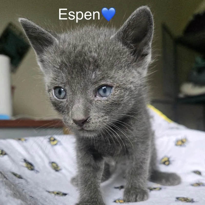 Espen thumbnail 3