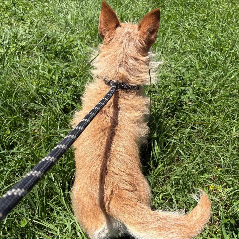 An adult small-sized female Yellow / Tan / Blond / Fawn Terrier dog named Rosebud for adoption in Houston, TX