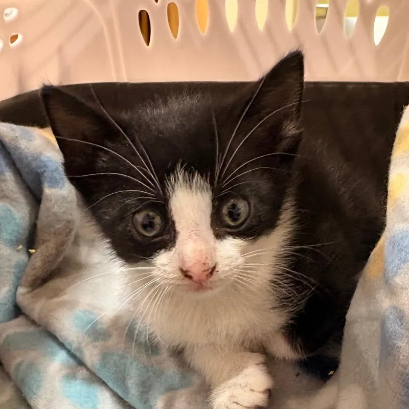 A baby small-sized male Domestic Short Hair cat named Reiko for adoption in Winston-Salem, NC