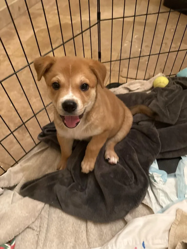 A baby medium-sized female Labrador Retriever dog named Grogu for adoption in Phoenix, AZ