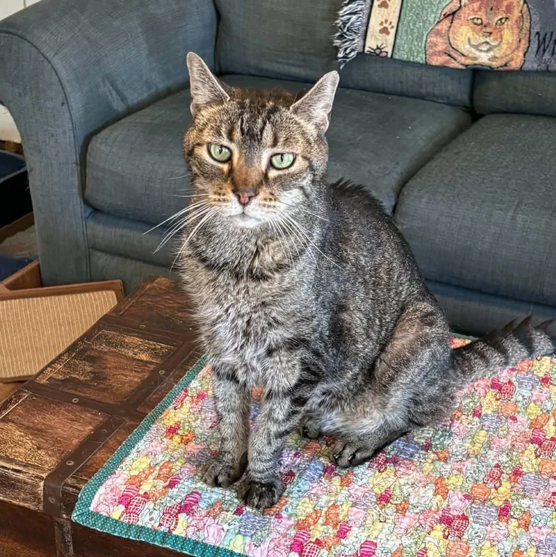 A senior large-sized male Domestic Short Hair cat named Bowie for adoption in Queenstown, MD