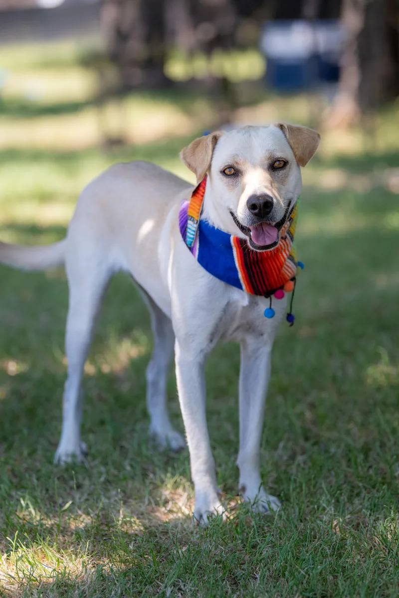A young medium-sized female Yellow / Tan / Blond / Fawn Labrador Retriever dog named Zara for adoption in Santa Rosa, CA