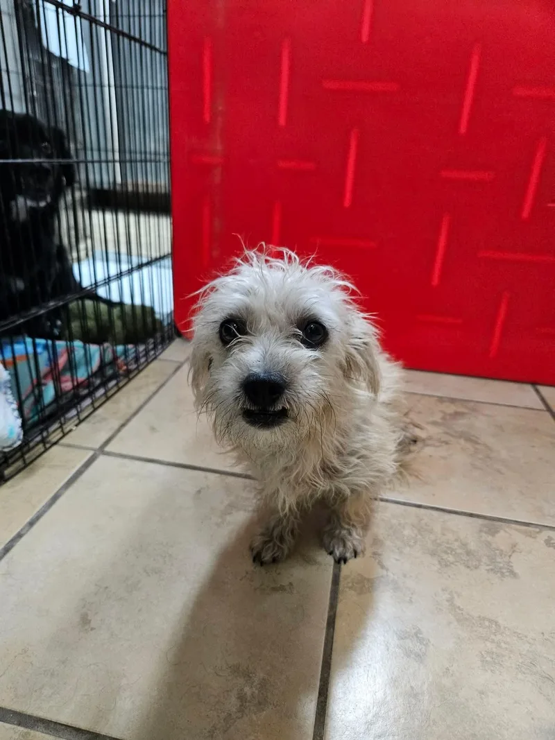 An adult medium-sized female Terrier dog named Pearl for adoption in El Centro, CA