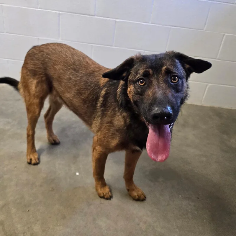 An adult medium-sized male Brown / Chocolate Mixed Breed dog named Fanta for adoption in Owosso, MI