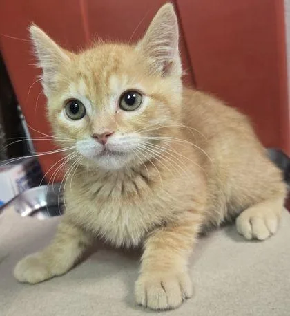 A baby small-sized male Domestic Short Hair cat named Will Byers for adoption in Fresno, CA