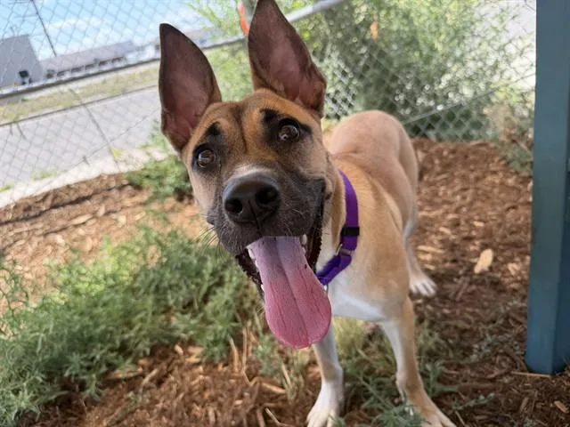 A young medium-sized female Pit Bull Terrier dog named Muffin for adoption in Denver, CO
