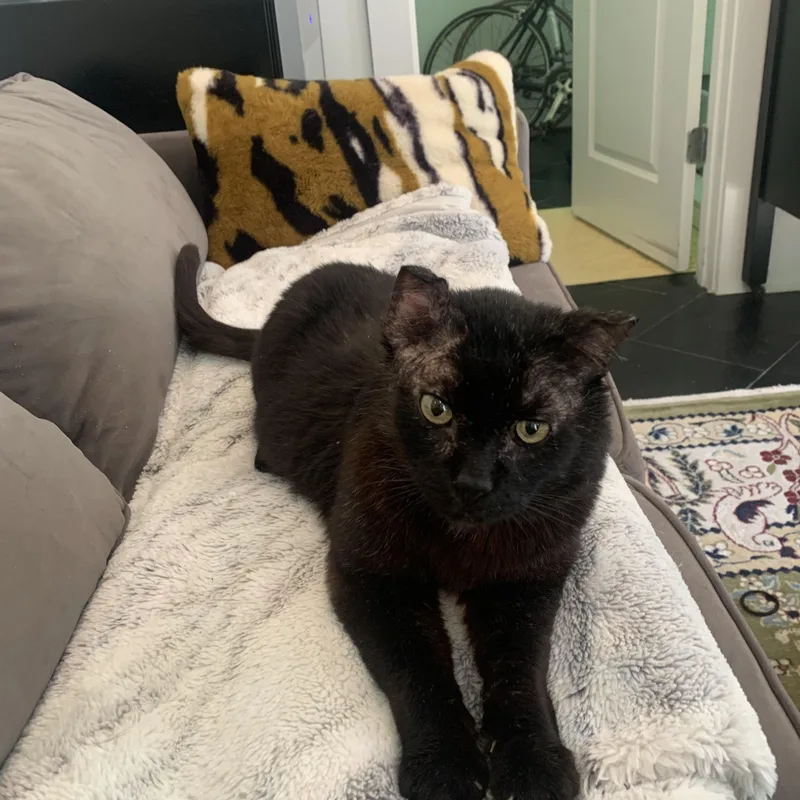 A senior medium-sized male Black Domestic Short Hair cat named Buddy for adoption in Nashville, TN
