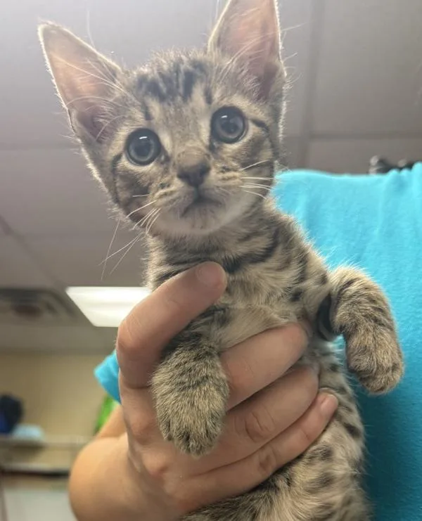 A baby small-sized male Domestic Short Hair cat named Hampton for adoption in Salisbury, MD