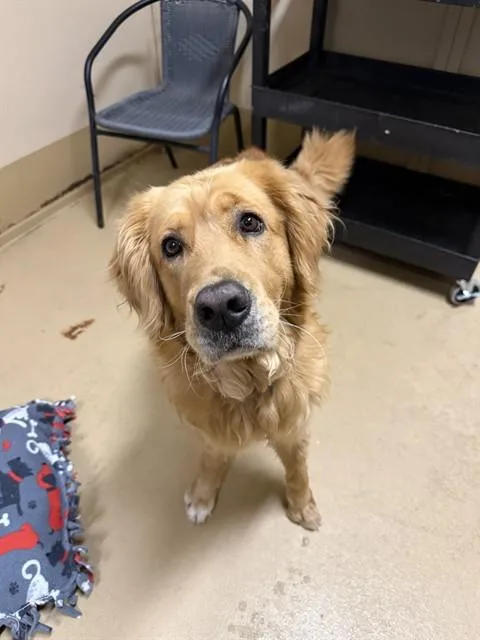 An adult large-sized male Golden Retriever dog named Mathew for adoption in Chula Vista, CA