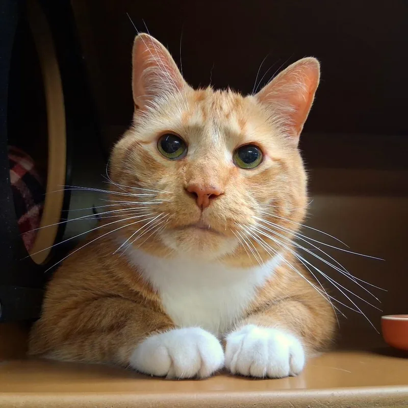 Gus