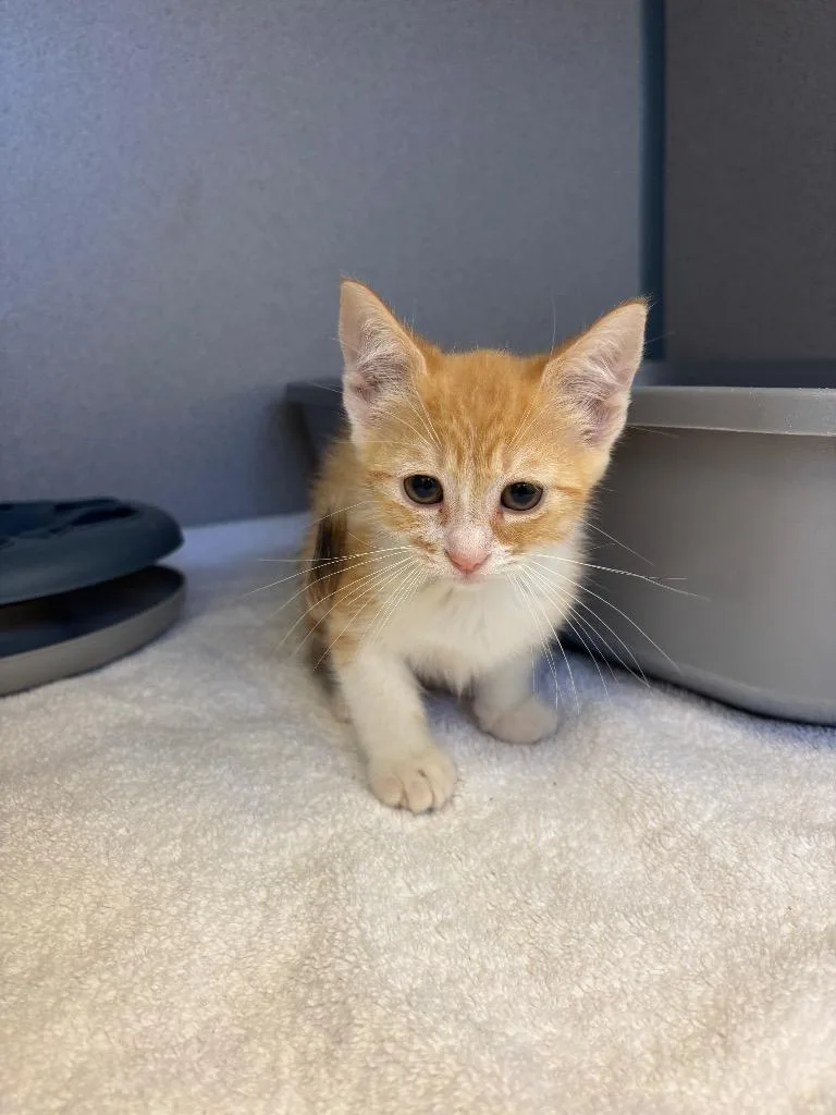 A baby small-sized female Calico cat named Sneezy for adoption in Liverpool, NY