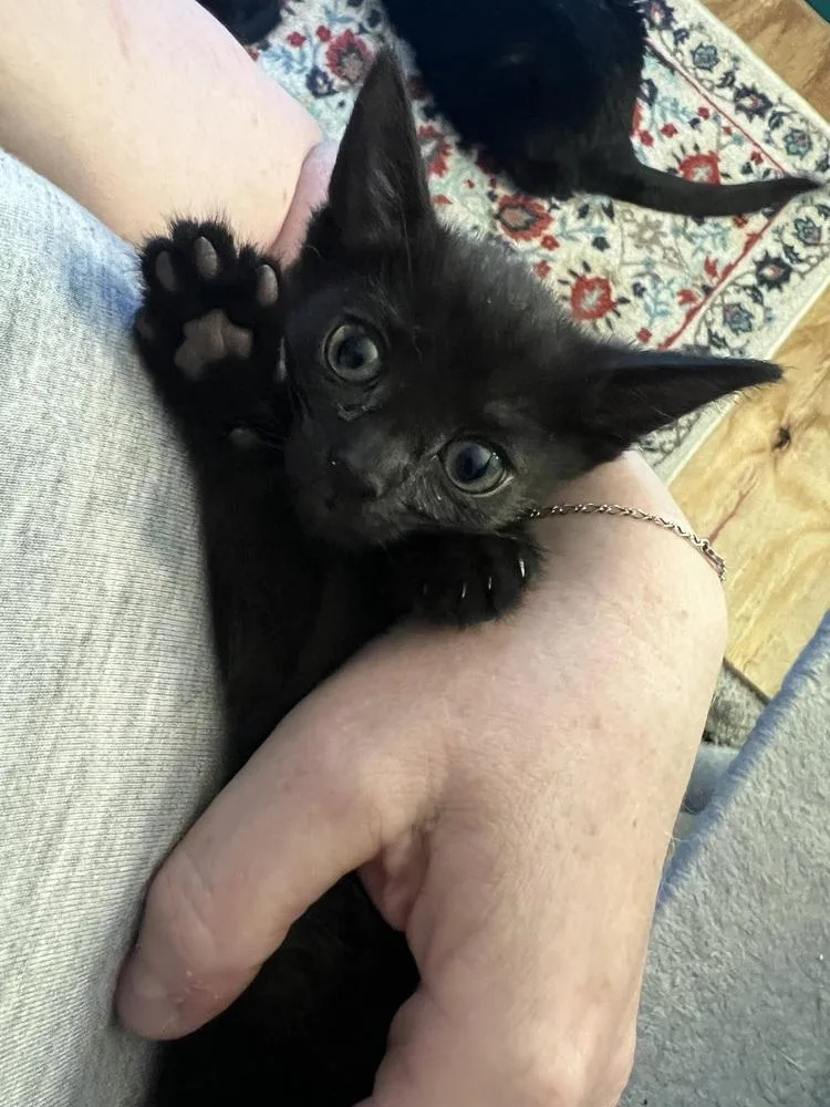 Tinkerbellready In July