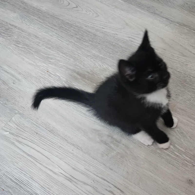 A baby small-sized female Black & White / Tuxedo Domestic Short Hair cat named Natasha for adoption in Bayonne, NJ