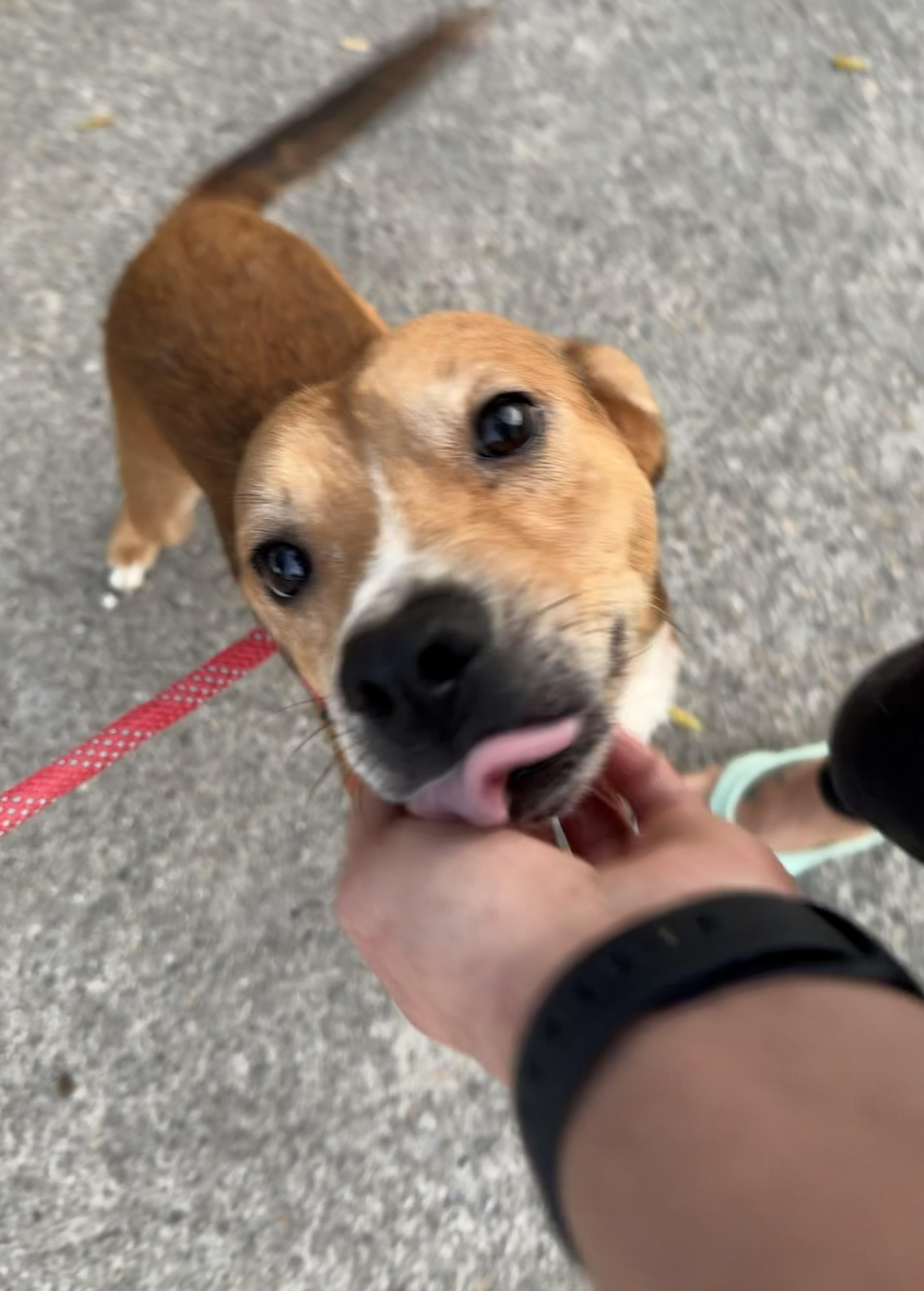 An adult medium-sized male Mixed Breed dog named Blackjack for adoption in Auburn, AL