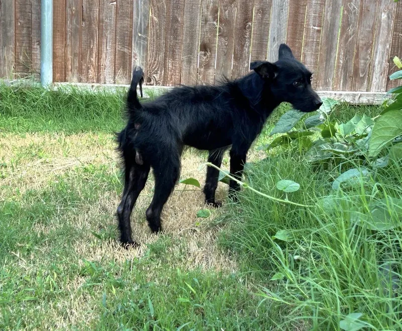 An adult small-sized male Black Terrier dog named Chico for adoption in Houston, TX
