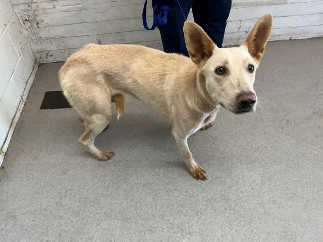 A young medium-sized female Belgian Shepherd / Malinois dog named Adora for adoption in San Bernardino, CA