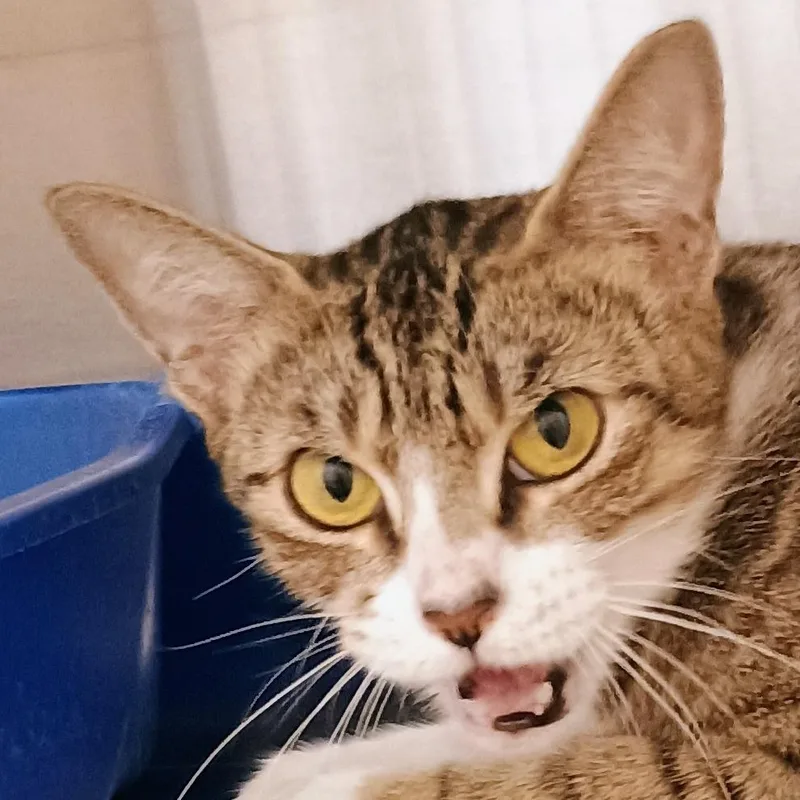 A young medium-sized female Domestic Short Hair cat named Peggy Sue for adoption in Palestine, TX