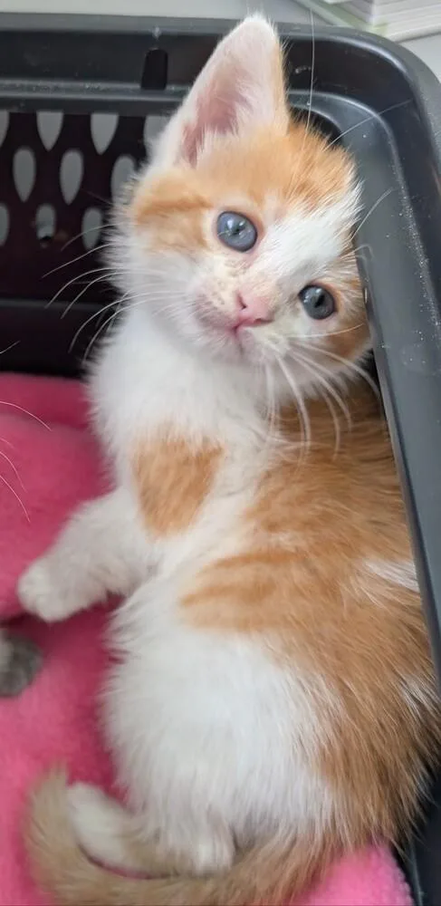 A baby medium-sized male Orange & White Domestic Short Hair cat named Billy Jo for adoption in Clinton Township, MI