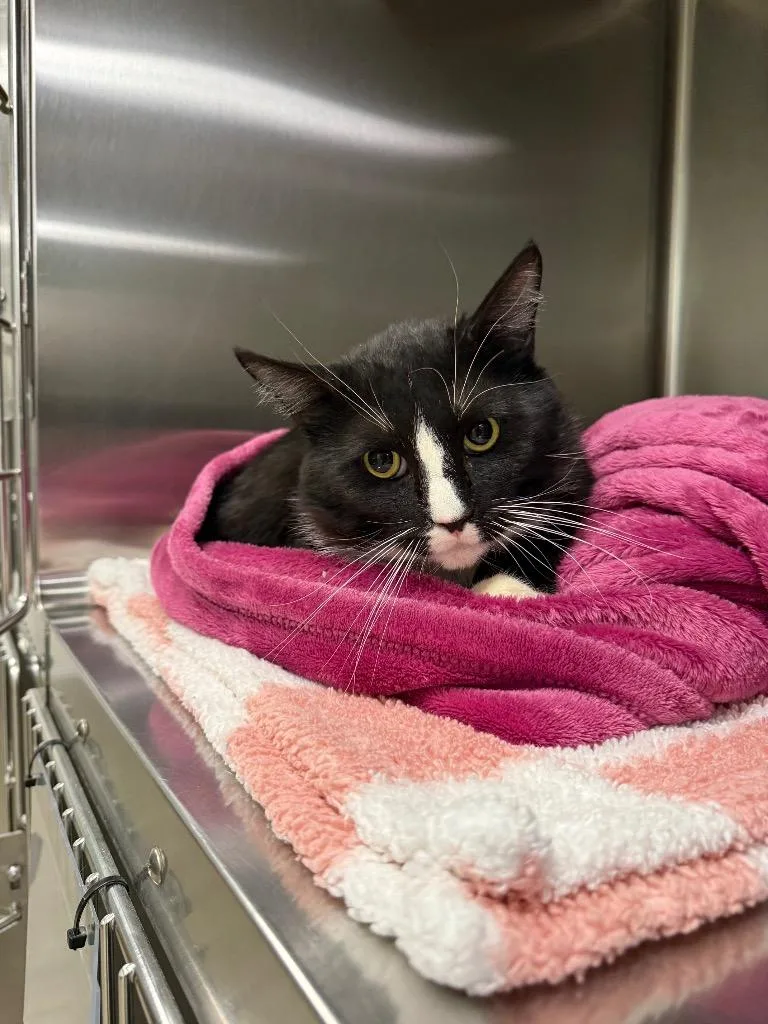 A young medium-sized male Domestic Medium Hair cat named Rogue for adoption in Twentynine Palms, CA