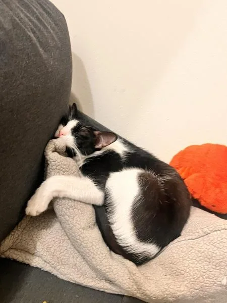 An adult medium-sized female Domestic Short Hair cat named Cherry for adoption in New York, NY