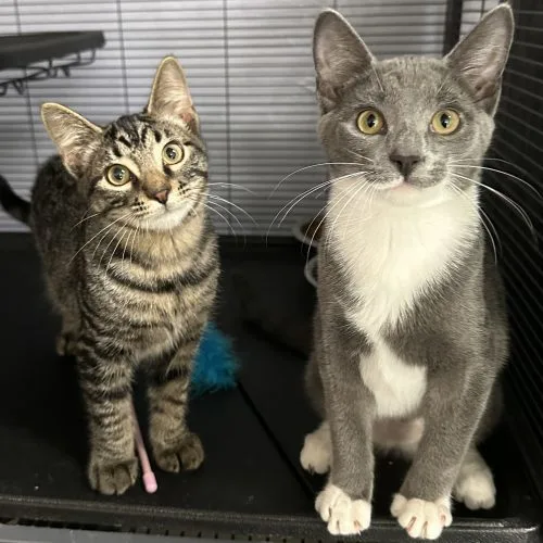 A young medium-sized male Tabby (Brown / Chocolate) Domestic Short Hair cat named Scallion for adoption in Tipp City, OH