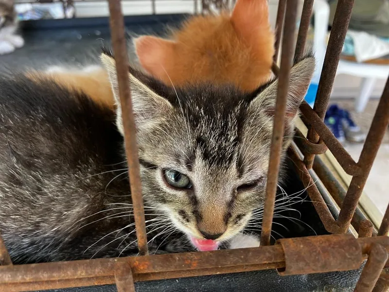 A baby medium-sized female Tabby cat named Cleo for adoption in San Antonio, TX