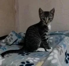 Cleo thumbnail 2