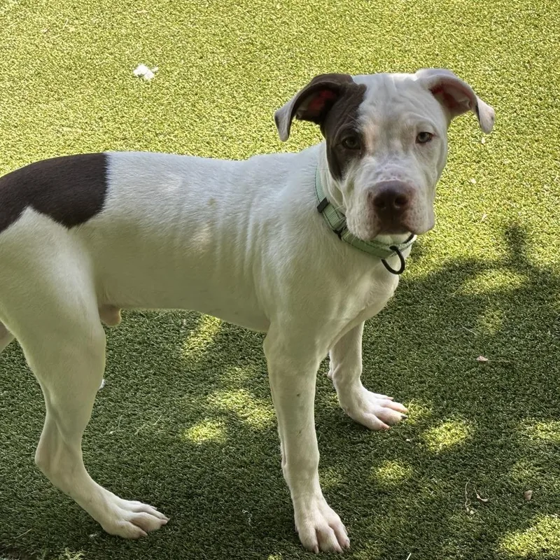 A young medium-sized male White / Cream Mixed Breed dog named Clock It for adoption in Davenport, IA