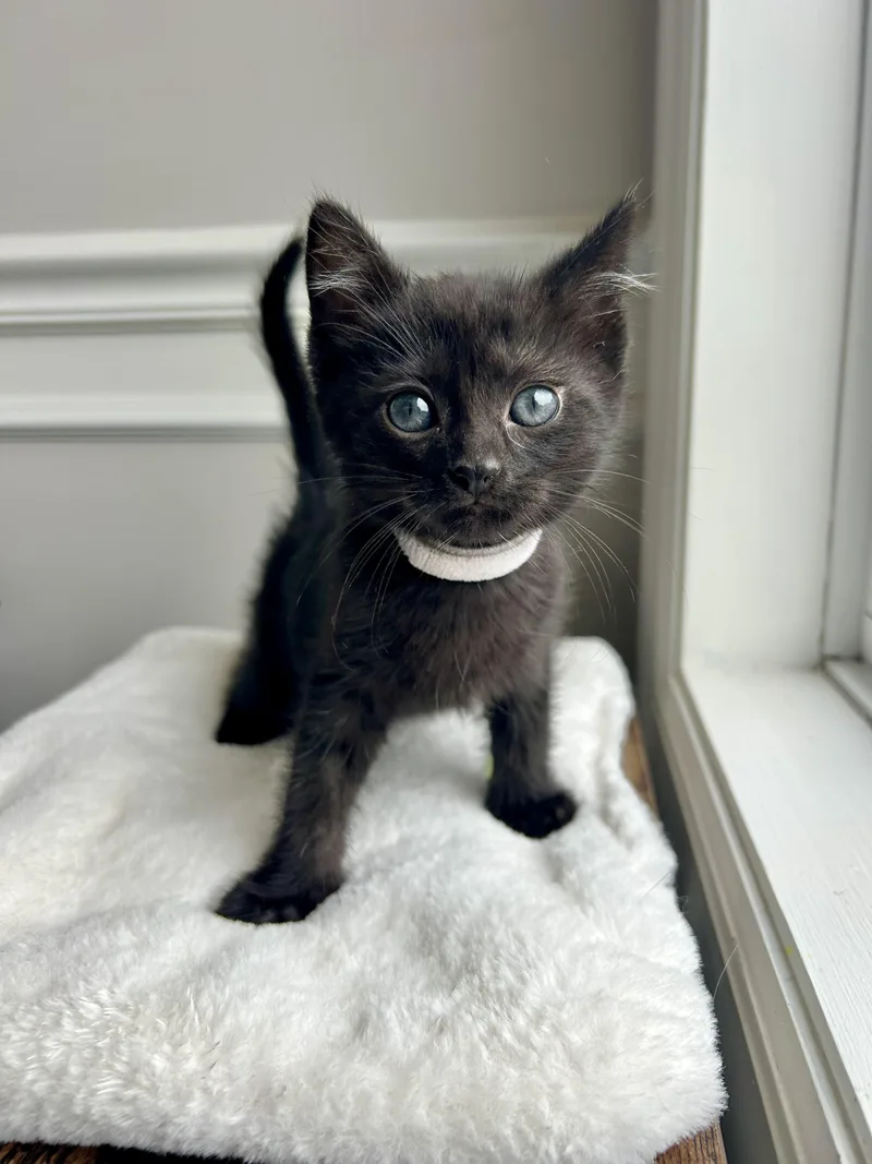 A baby medium-sized male Black Domestic Short Hair cat named Ozzy for adoption in Bethel, OH